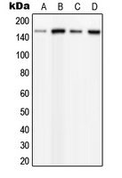 PLC beta 3 (Phospho-S537) Antibody