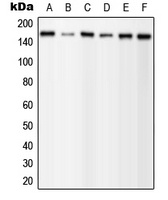 PLC gamma 1 (Phospho-Y1253) Antibody