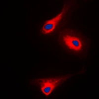 PLC gamma 1 (Phospho-Y1253) Antibody