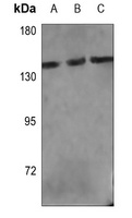 PLC gamma 1 Antibody