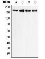 PLC gamma 1 Antibody