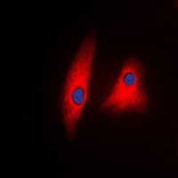 PLCG1 antibody