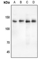 PLC gamma 2 Antibody
