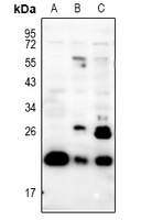 PRRX1 Antibody
