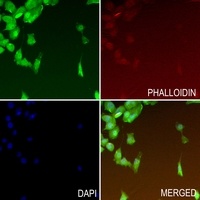 Anti-DNA Polymerase delta 1 Antibody