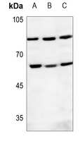 DNA Polymerase epsilon 2 Rabbit Polyclonal Antibody