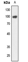 OCT1 Antibody