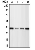 BRN3C Antibody