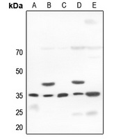 OCT4 Antibody