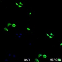 Anti-OCT4 Antibody