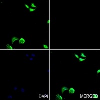 POU5F1 antibody