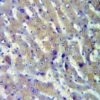Anti-Cathepsin A 32k Antibody