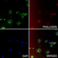 Anti-Cathepsin A 32k Antibody