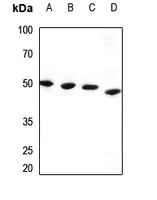 PPP1R7 Rabbit Polyclonal Antibody
