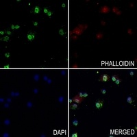 PPP1R8 antibody