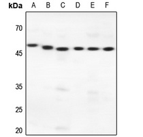PRIM1 Antibody