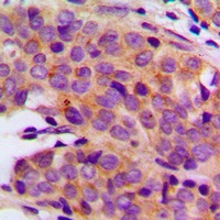 PRIM1 antibody