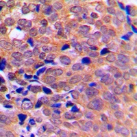 PRKAA1 antibody