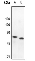 PRKAR2B Antibody