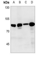 PKC gamma Rabbit Polyclonal Antibody