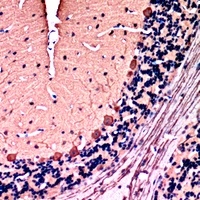 Anti-PKC gamma Antibody