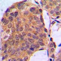 Anti-ERK1/2 Antibody