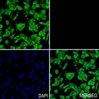 Anti-ERK1/2 Antibody