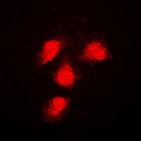 Anti-ERK1/2 Antibody