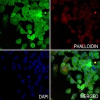Anti-ERK1/2 Antibody