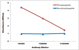 Anti-JNK1/2/3 (Phospho-T183) Antibody