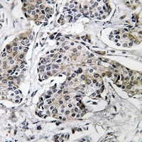 Anti-PRKX Antibody