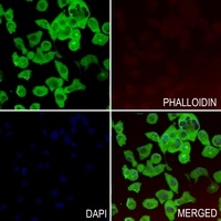 Anti-PRKX Antibody