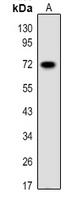 PGHS-2 Rabbit Polyclonal Antibody