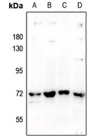 SHPTP2 Antibody
