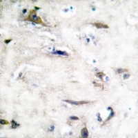 SHPTP2 Antibody