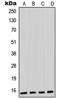Parvalbumin alpha Rabbit Polyclonal Antibody