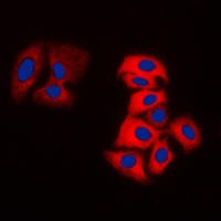 MOK antibody