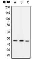 RAD52 (Phospho-Y104) Antibody