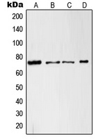 c-RAF Antibody