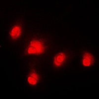 Anti-c-RAF Antibody
