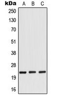 RANBP1 Antibody