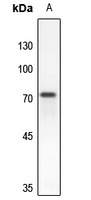 RAP1GAP Antibody