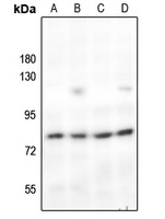 c-Rel Rabbit Polyclonal Antibody