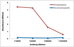 Anti-NF-kappaB p65 (Phospho-S536) Antibody