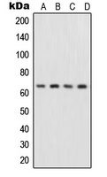 NF-kappaB p65 Antibody