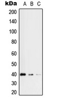 RFC3 Antibody