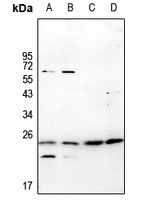 RGS10 Antibody