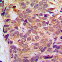 Anti-RGS10 Antibody