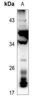 RNASE3 Antibody