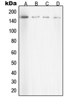ROCK1 Rabbit Polyclonal Antibody